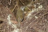 Golden Bowerbird